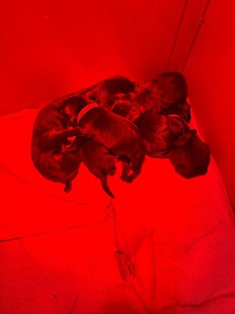 Reinrassige Labradorwelpen