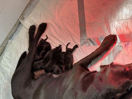 Reinrassige Labradorwelpen