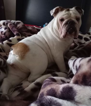 Suchen dringend neues zuhause für englische Bulldoggen dame