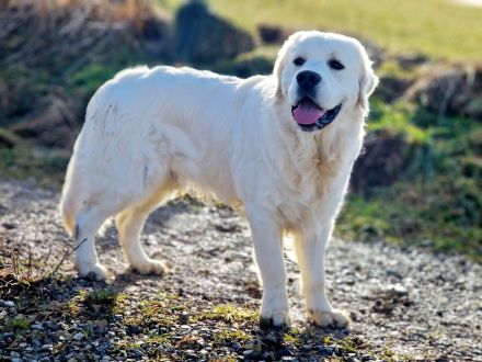 Wunderschöner Deckrüde