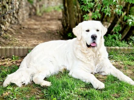 Wunderschöner Deckrüde