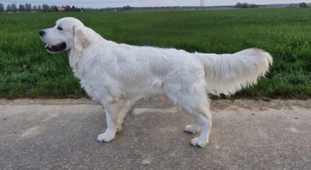 Wunderschöner Deckrüde