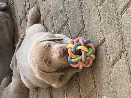 Labrador Welpen Silber und Blond