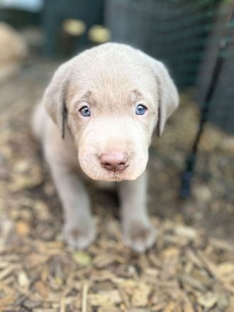 Labrador Welpen Silber und Blond