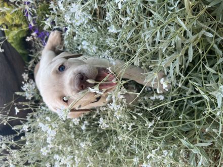 Labrador Welpen Silber und Blond