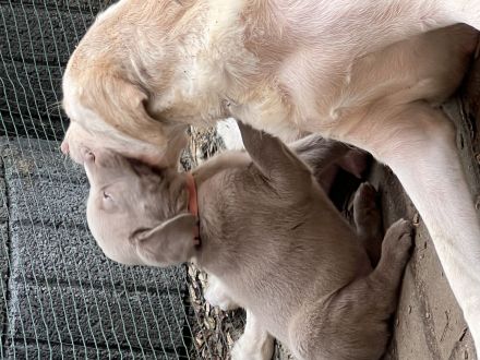 Labrador Welpen Silber und Blond