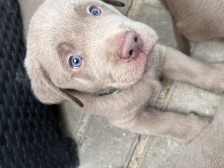 Labrador Welpen Silber und Blond