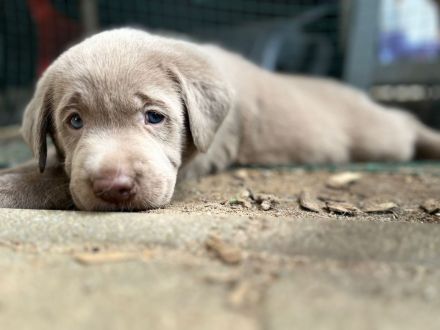 Labrador Welpen Silber und Blond