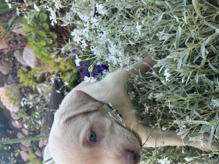 Labrador Welpen Silber und Blond