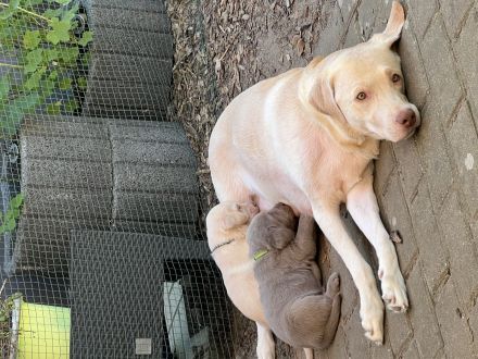 Labrador Welpen Silber und Blond