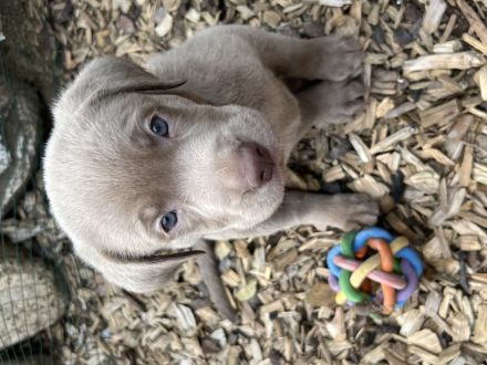 Labrador Welpen Silber und Blond