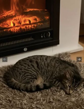 Hauskatze Nala sucht neues Zuhause😻