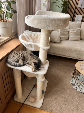 Hauskatze Nala sucht neues Zuhause😻