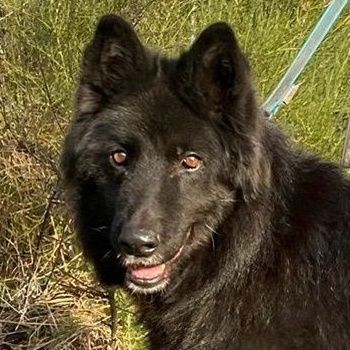 Aurela, geb. ca. 09/2018, lebt auf einer Pflegestelle in 31547 Rehburg-Loccum