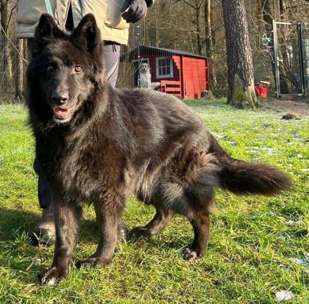 Aurela, geb. ca. 09/2018, lebt auf einer Pflegestelle in 31547 Rehburg-Loccum