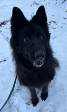 Aurela, geb. ca. 09/2018, lebt auf einer Pflegestelle in 31547 Rehburg-Loccum