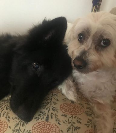 Aurela, geb. ca. 09/2018, lebt auf einer Pflegestelle in 31547 Rehburg-Loccum