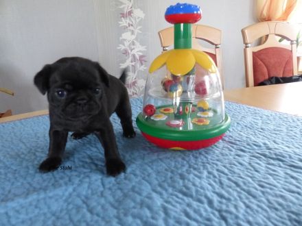 Altdeutsche Mops Welpen, frei atmend, reinrassig, mit Stammbaum, abzugeben