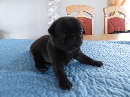 Altdeutsche Mops Welpen, frei atmend, reinrassig, mit Stammbaum, abzugeben
