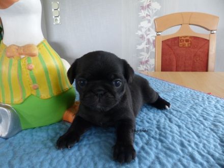 Altdeutsche Mops Welpen, frei atmend, reinrassig, mit Stammbaum, abzugeben