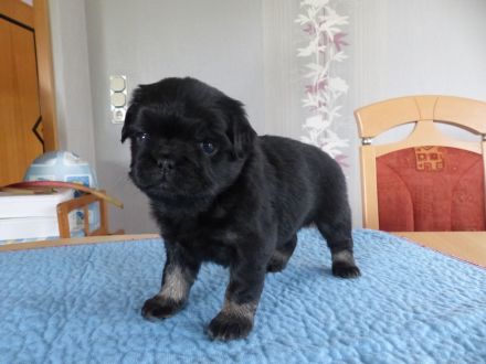 Altdeutsche Mops Welpen, frei atmend, reinrassig, mit Stammbaum, abzugeben