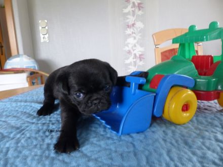 Altdeutsche Mops Welpen, frei atmend, reinrassig, mit Stammbaum, abzugeben