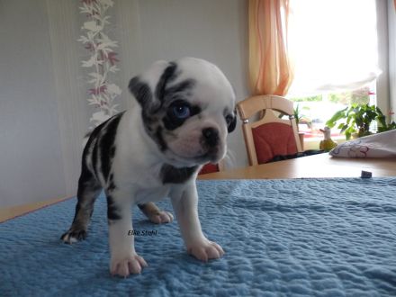 Traumhafte Farbmops-Welpen, frei atmend, reinrassig, mit Stammbaum abzugeben