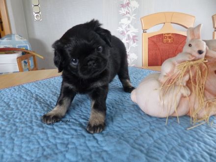 Traumhafte Farbmops-Welpen, frei atmend, reinrassig, mit Stammbaum abzugeben