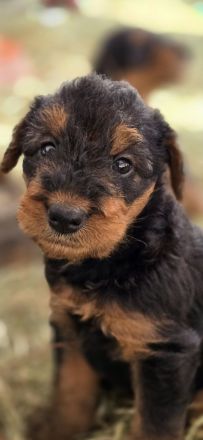 Airedale Welpen mit FCI/VDH KfT Papieren auf Entdeckungstour