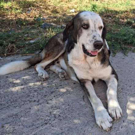 Rüde Markos / derzeit in Griechenland