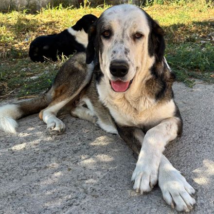 Rüde Markos / derzeit in Griechenland