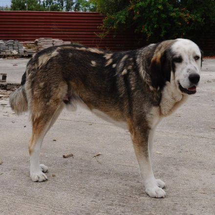 Rüde Markos / derzeit in Griechenland
