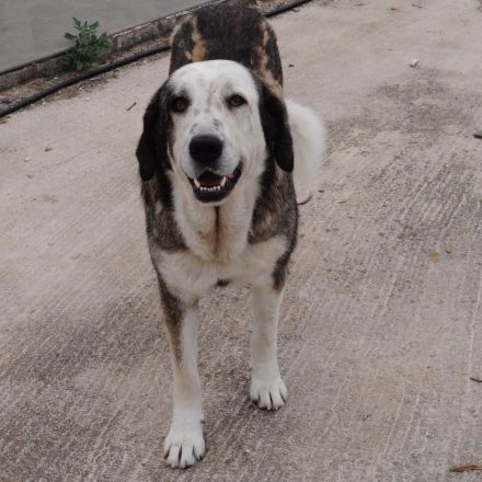 Rüde Markos / derzeit in Griechenland