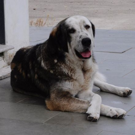 Rüde Markos / derzeit in Griechenland