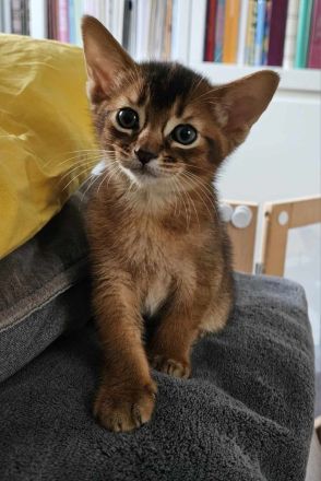 Abessinierkater mit Stammbaum sucht sein Zuhause