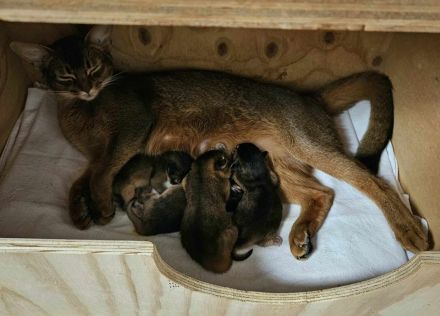 Abessinierkater mit Stammbaum sucht sein Zuhause