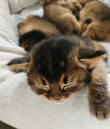 Abessinierkater mit Stammbaum sucht sein Zuhause