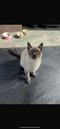 Zwei Katzen suchen ein neues zu Hause