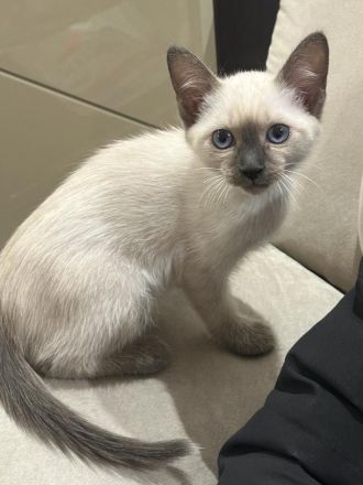 Zwei Katzen suchen ein neues zu Hause