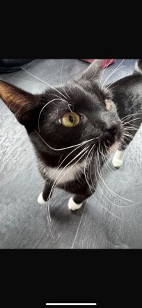 Zwei Katzen suchen ein neues zu Hause