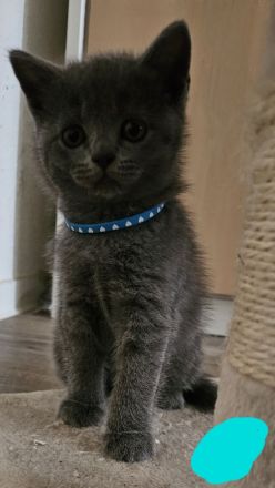 Noch 3 Süße BKH Kitten