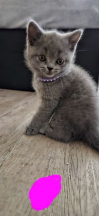 Noch 3 Süße BKH Kitten