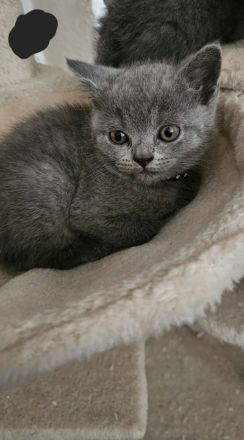 Noch 3 Süße BKH Kitten