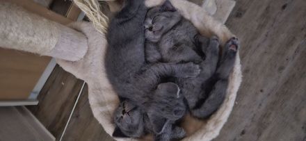 Noch 3 Süße BKH Kitten