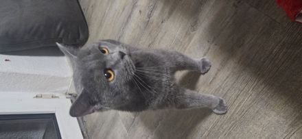 Noch 3 Süße BKH Kitten