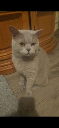 Noch 3 Süße BKH Kitten