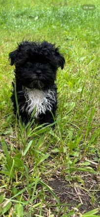 süßer, kleiner Bolonka Rüde mit Papiere