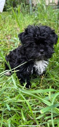 süßer, kleiner Bolonka Rüde mit Papiere