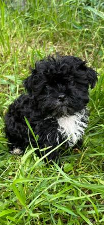 süßer, kleiner Bolonka Rüde mit Papiere