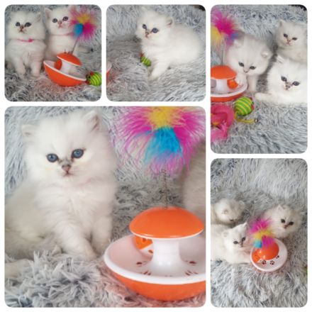 BKL BLACK SILVER SHADED POINT